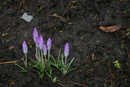 crocus