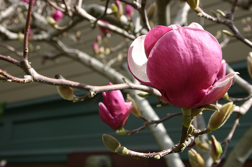 saucer magnolia