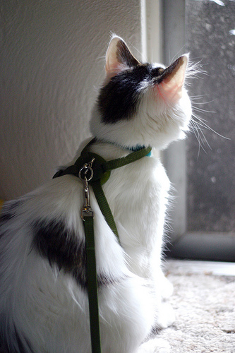 Cat in a Harness