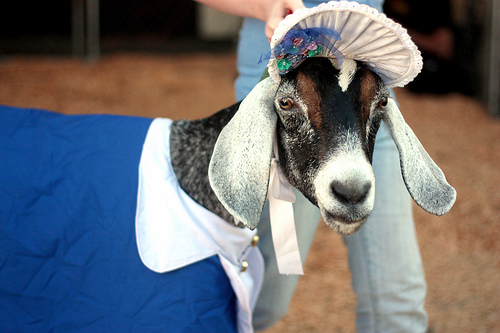 goat in a bonnet